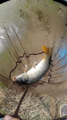 手竿扁擔鉤釣鰱鳙視頻_釣扁魚用什么假餌_游釣花亭湖連桿擒大扁自制餌料釣翹嘴