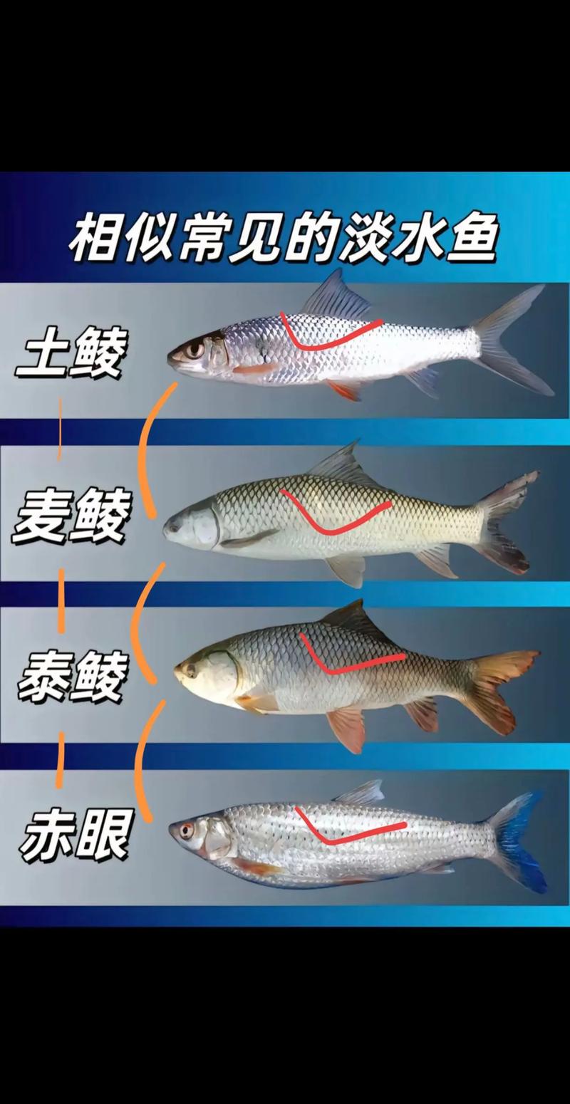 鯪魚圖片_鳡魚圖片魚的圖片_鯪魚圖片大全圖片高清