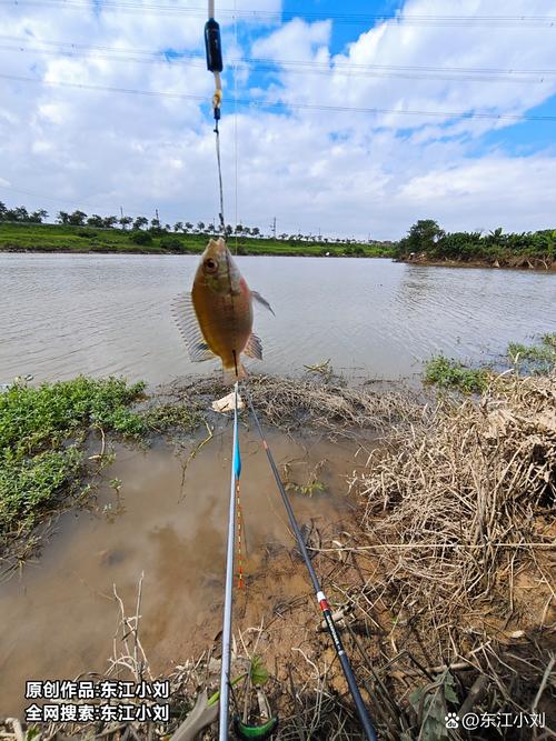 深圳周末戶外釣魚地點_深圳釣魚圣地_深圳野釣是一條不歸路