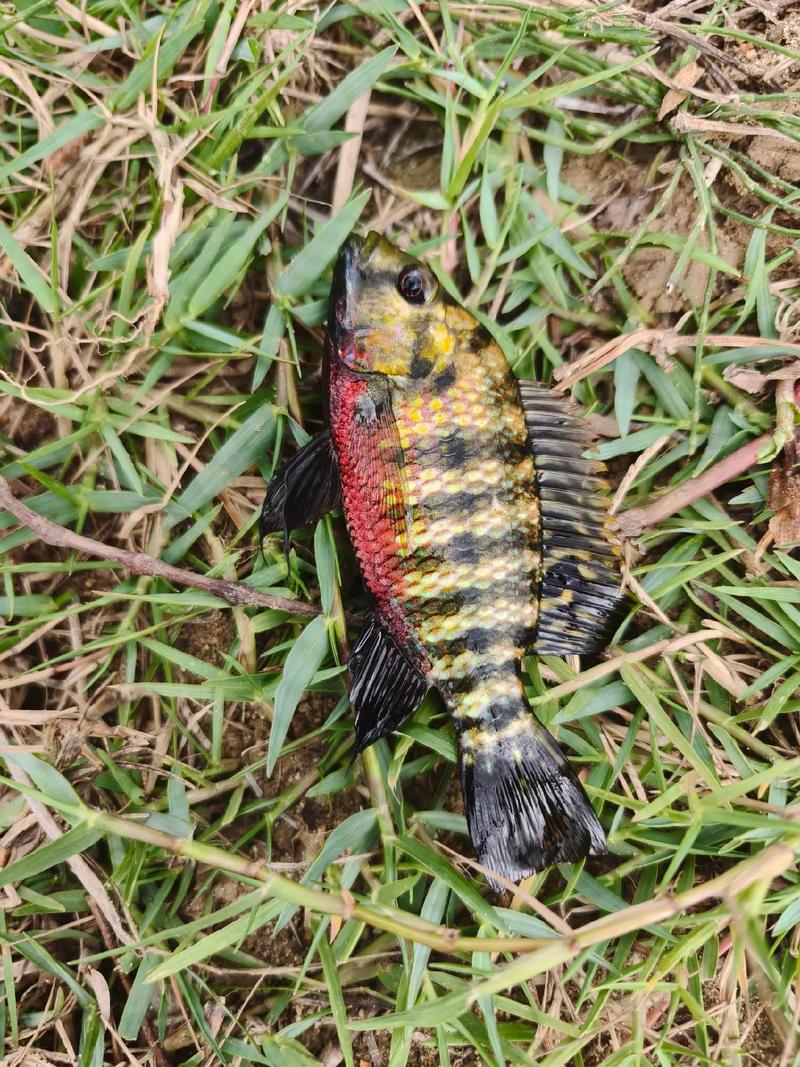 吉利慈鯛魚 泰國戰斗魚 觀賞魚飼養_有一種魚叫做吉利慈鯛