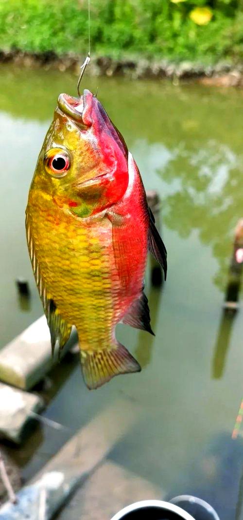 吉利慈鯛魚 泰國戰斗魚 觀賞魚飼養_有一種魚叫做吉利慈鯛
