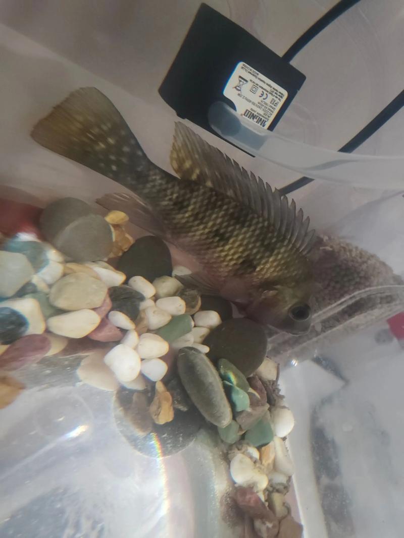 有一種魚叫做吉利慈鯛_吉利慈鯛魚 泰國戰斗魚 觀賞魚飼養