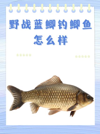野戰藍鯽_野戰藍鯽釣鯉鯽魚配方_野戰藍鯽萬能搭配公式