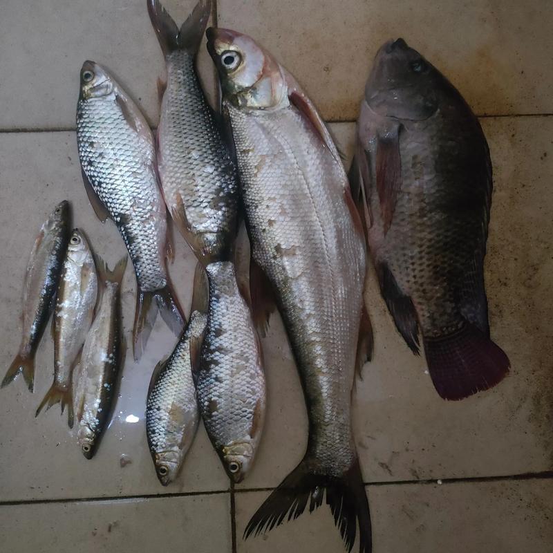降溫鱸魚釣法_鱸魚怎么釣_臺釣鱸魚動態誘魚法