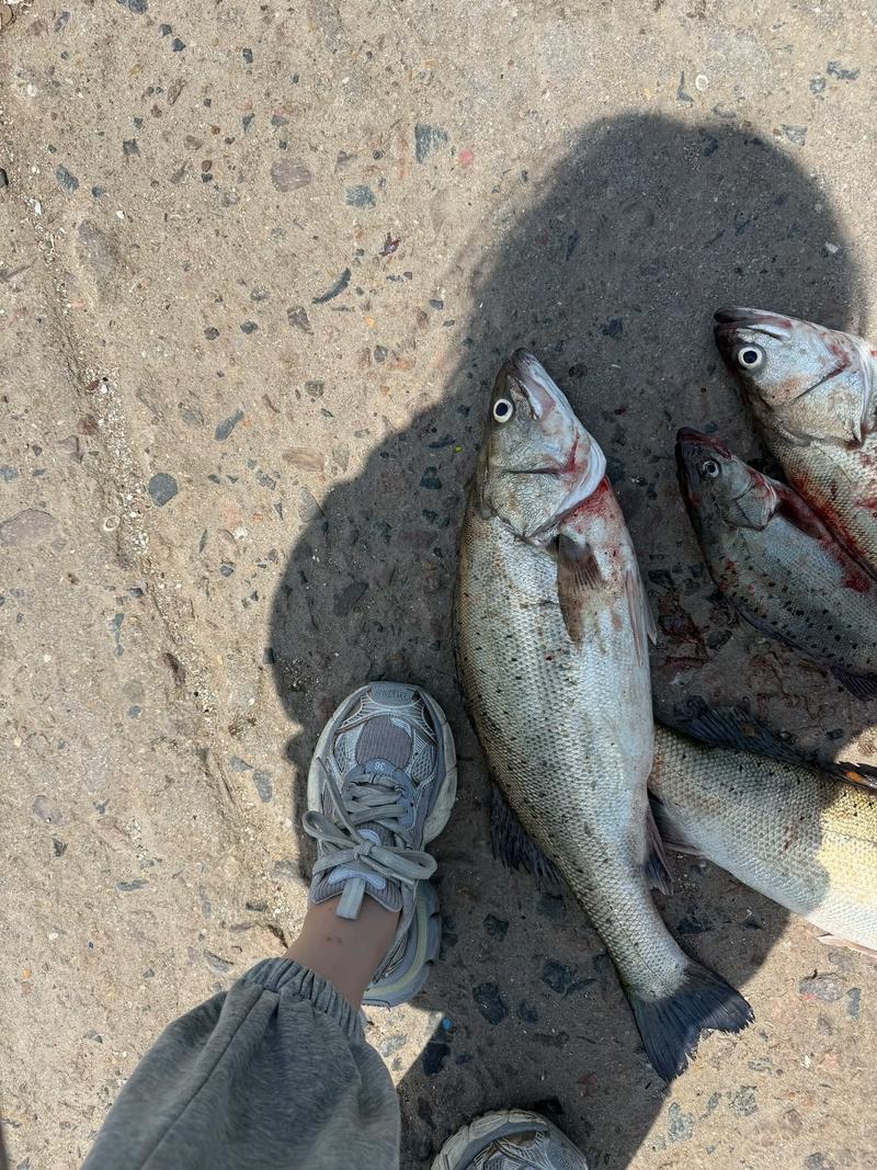 鱸魚怎么釣_臺釣鱸魚動態誘魚法_降溫鱸魚釣法