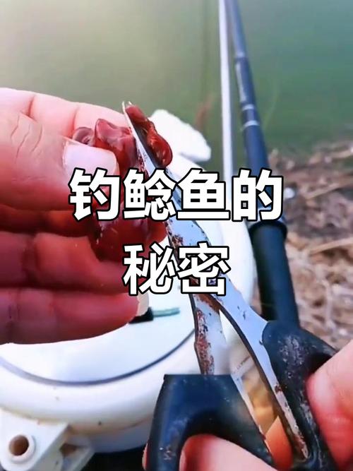鯰魚垂釣策略_夜釣鯰魚絕招_鯰魚夜釣技巧