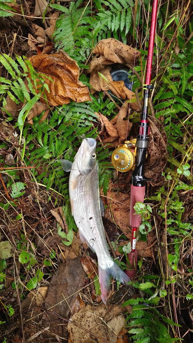 路亞釣翹嘴技巧_路亞釣翹嘴用什么假餌_雨天路亞翹嘴用餌技巧