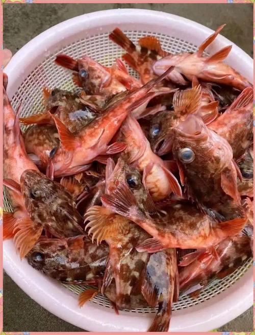 石九公魚的營養價值_釣石九公魚的最佳時間_石九公_石九公是什么魚_釣魚百科