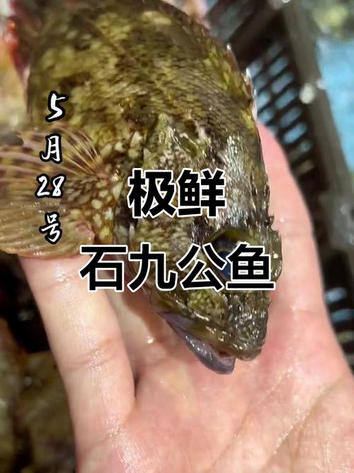 石九公魚的營養價值_石九公_石九公是什么魚_釣魚百科_釣石九公魚的最佳時間