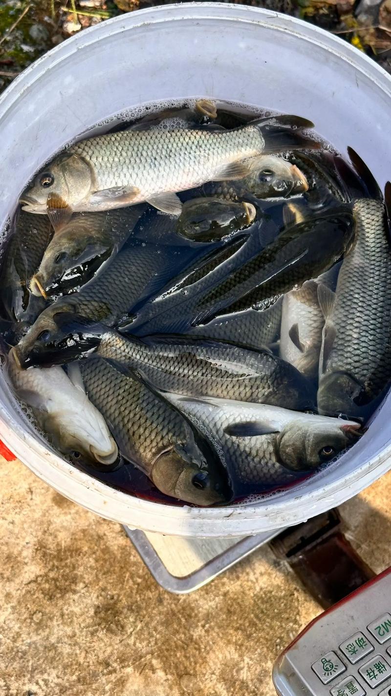 魚訊-河北、天津釣魚網達奇釣魚論壇_天津釣魚網野釣_釣魚天津