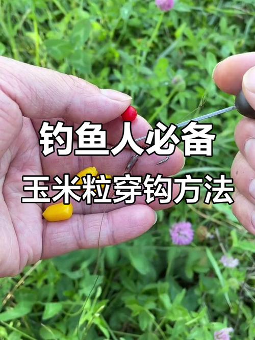秋季玉米釣魚技巧_使用玉米粒如何釣魚必看_玉米粒儲存方法