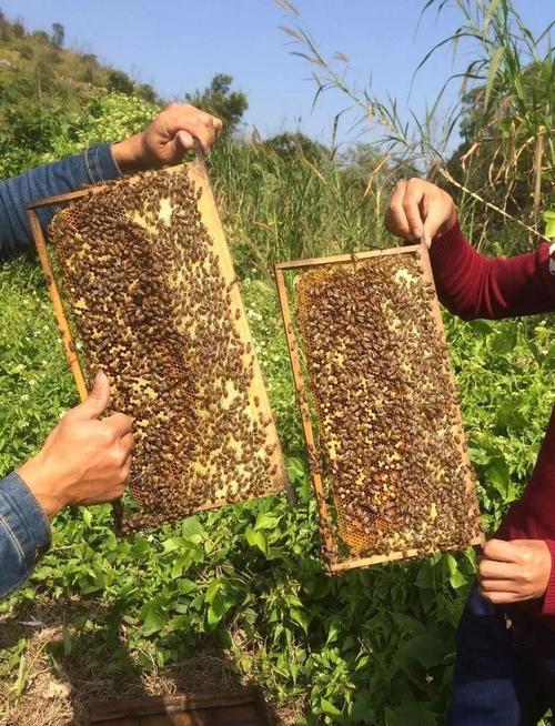 養蜂防病治療_養蜂之家論壇_蜂病大蒜療法