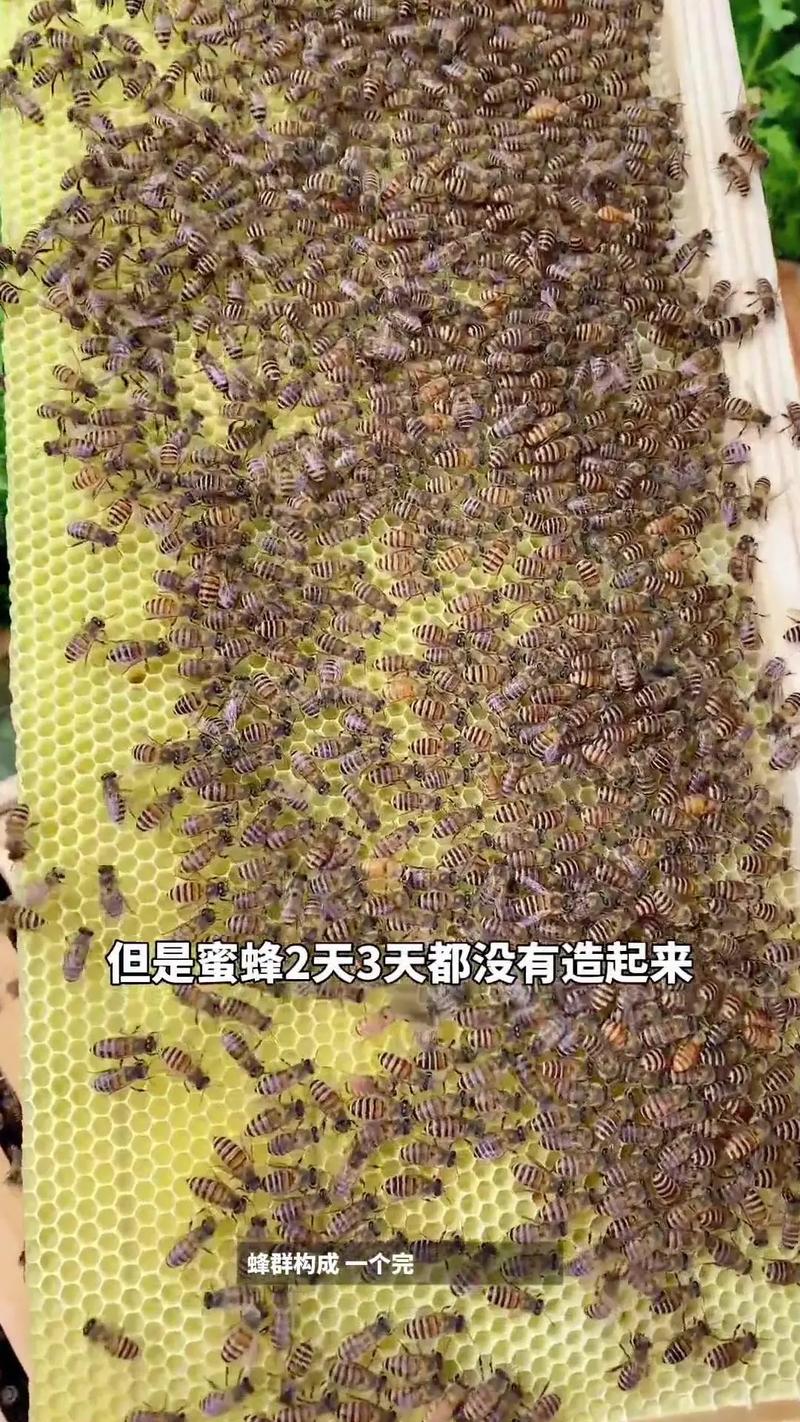 養蜂之家論壇_養蜂防病治療_蜂病大蒜療法