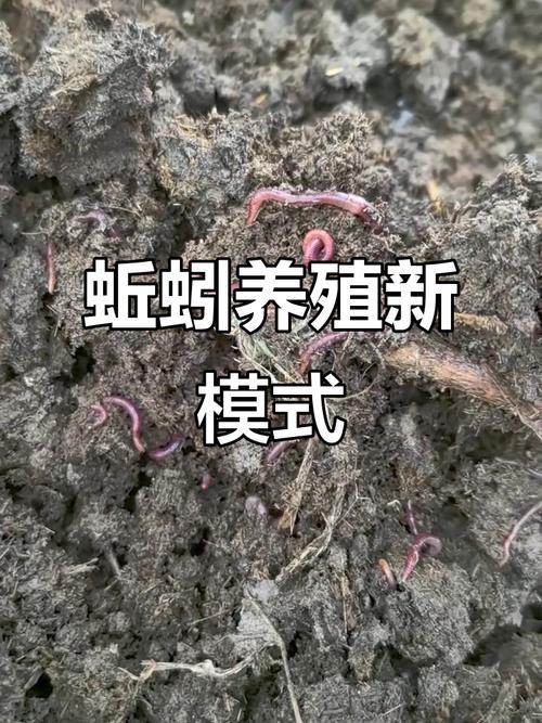 蚯蚓養殖優勢市場分析_養殖蚯蚓_蚯蚓養殖技術要點與成本控制