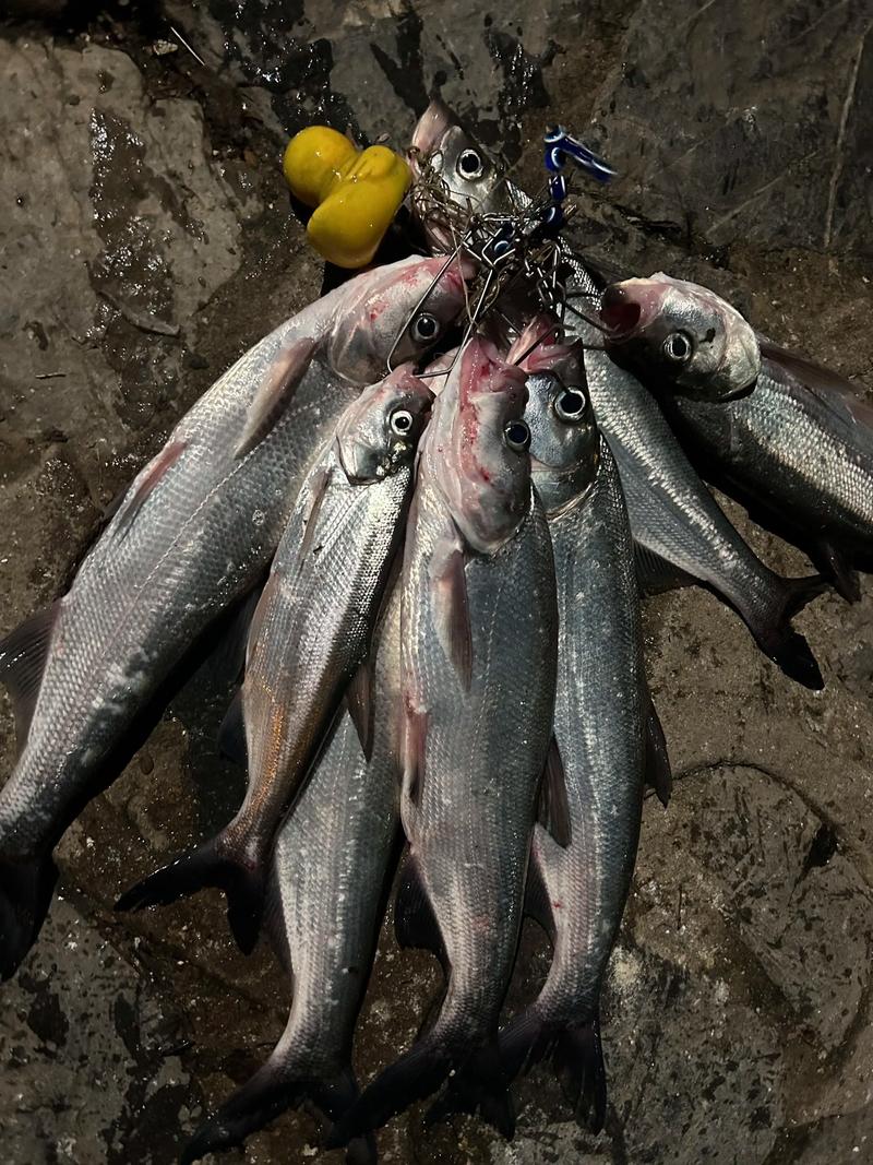 路亞軟餌釣鱤魚_路亞軟餌釣翹嘴_路亞翹嘴
