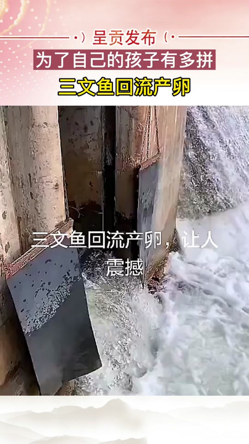 魚的生活習性_三文魚生活習性_三文魚環境分析