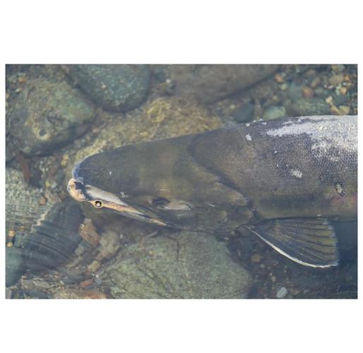 三文魚生活習性_三文魚環境分析_魚的生活習性