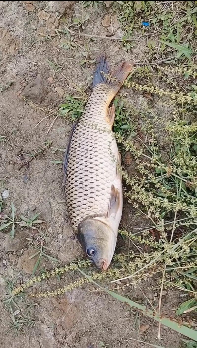 手竿野釣鯽魚天氣很重要必看_冬季鯽魚釣法_冬天釣鯽魚技巧