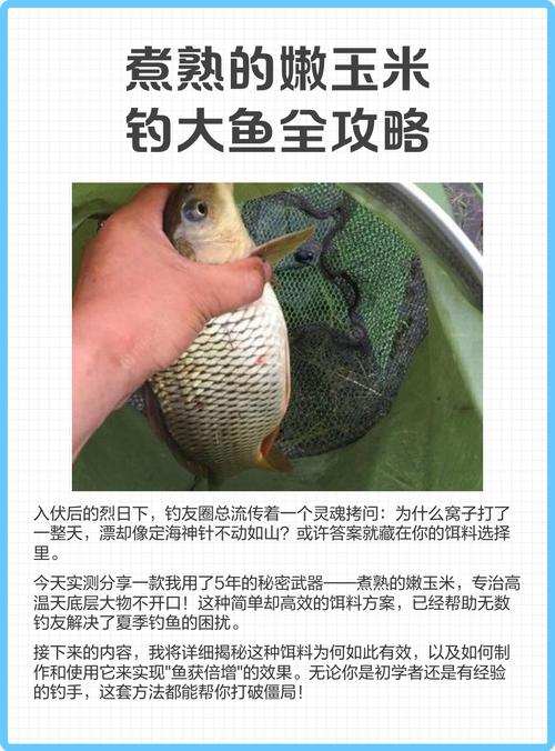 泡嫩玉米制作方法_嫩玉米釣魚餌料_嫩玉米釣魚配方