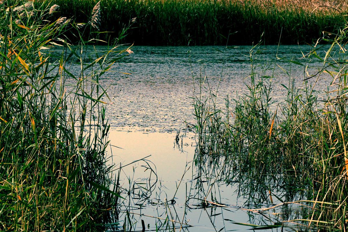 野釣鯽魚技巧大全_蘆葦蕩釣魚技巧_蘆葦蕩釣鯽魚攻略