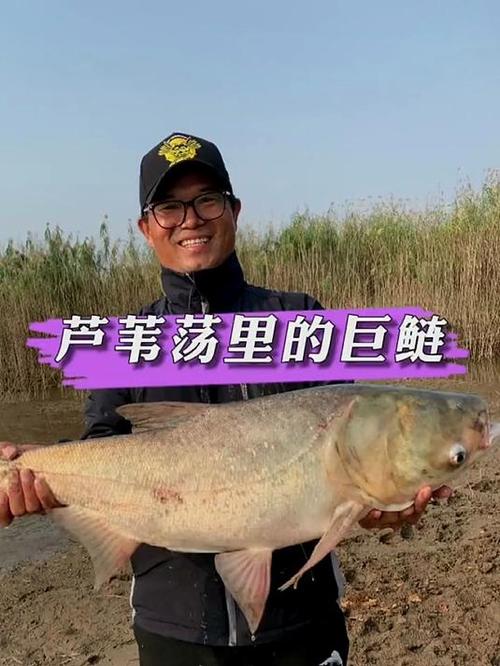 野釣鯽魚技巧大全_蘆葦蕩釣魚技巧_蘆葦蕩釣鯽魚攻略