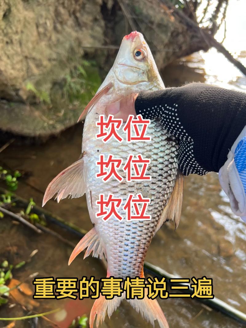 野鯪魚餌料配方｜新手必看 高竿率配方｜實戰技巧 釣鯪魚秘籍｜免費配方表_給喜歡釣鯪魚的新手們分享三種鯪魚的基本釣法