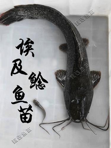 鯰魚和塘鲺的區別_鯰魚與塘鲺的區別_塘鲺和鯰魚的區別