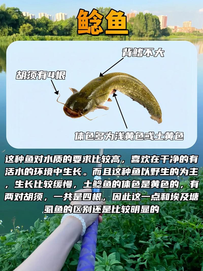 鯰魚和塘鲺的區別_鯰魚與塘鲺的區別_塘鲺和鯰魚的區別