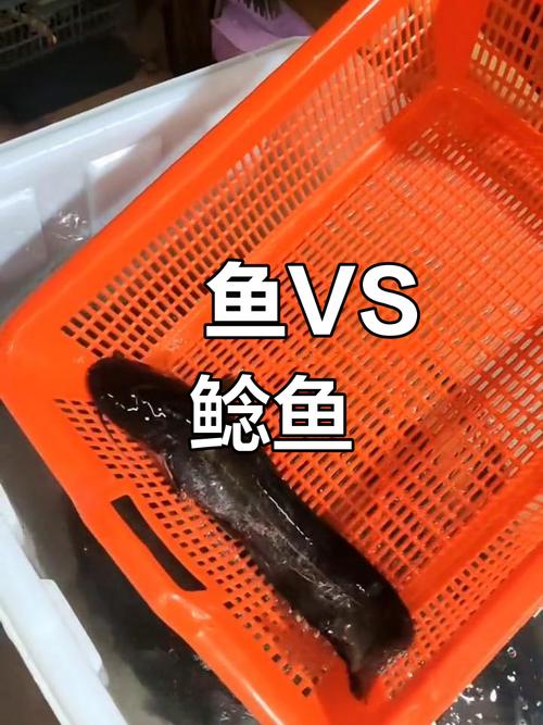 塘鲺和鯰魚的區別_鯰魚與塘鲺的區別_鯰魚和塘鲺的區別