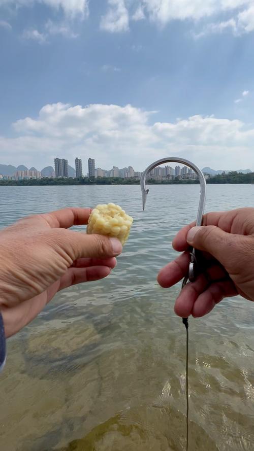 玉米餌正確掛鉤釣魚圖_誘魚打窩技巧_用玉米釣大魚效果