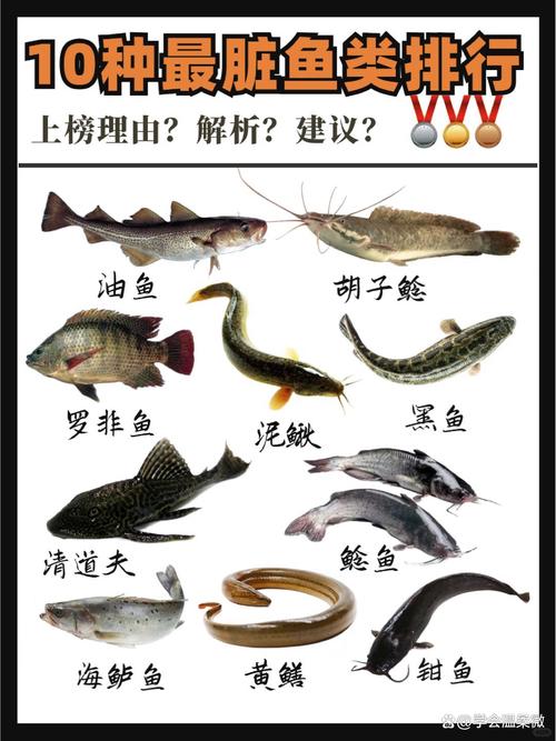 鯰魚食用安全嗎_鯰魚和塘鲺的區別_鯰魚為什么被稱為垃圾魚