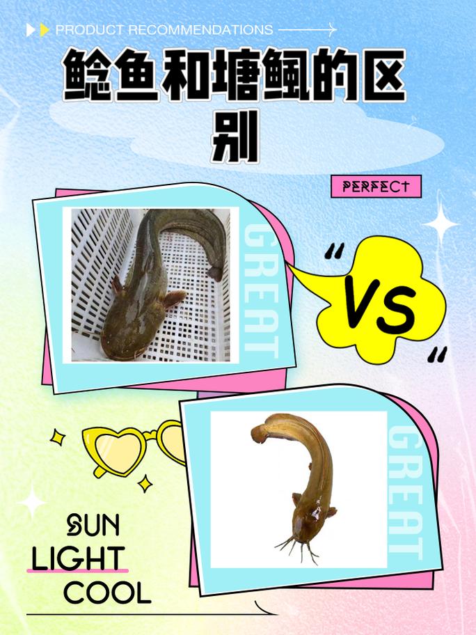 鯰魚食用安全嗎_鯰魚為什么被稱為垃圾魚_鯰魚和塘鲺的區別