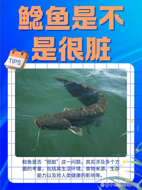 鯰魚為什么被稱為垃圾魚_鯰魚和塘鲺的區別_鯰魚食用安全嗎