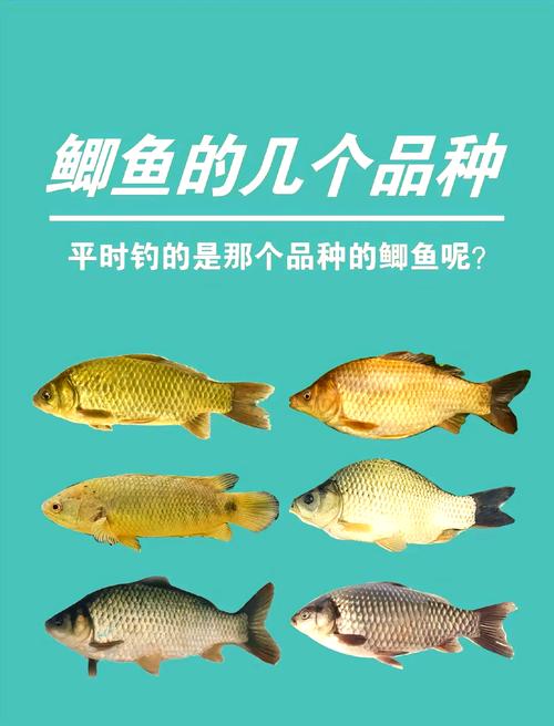 工程鯽魚塘垂釣餌料配方_工程鯽商品餌搭配?_工程鯽塘實戰技巧