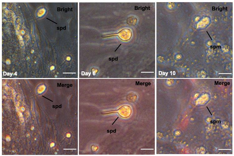 馬口魚_寬鰭鱲魚與馬口區別_馬口竿可以釣什么魚