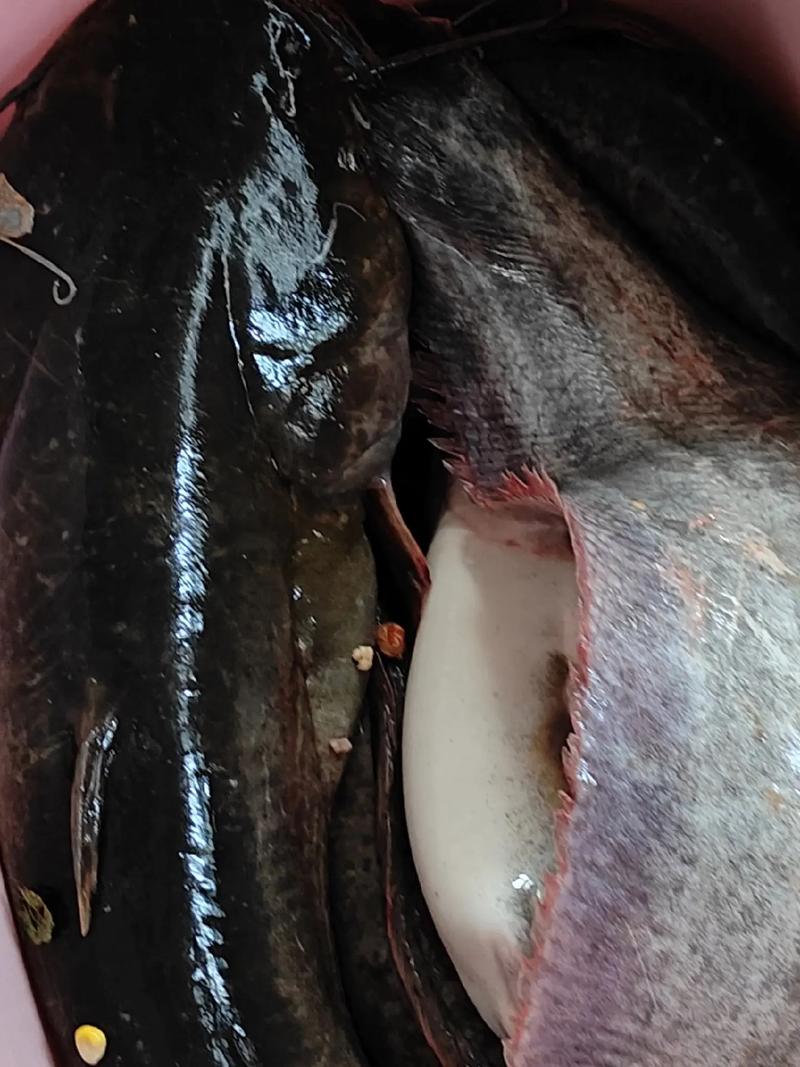 釣鯰魚最佳釣點選擇_鯰魚習性特點_鯰魚釣法