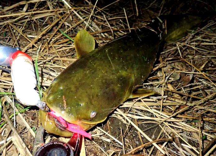 鯰魚釣法_鯰魚習性特點_釣鯰魚最佳釣點選擇