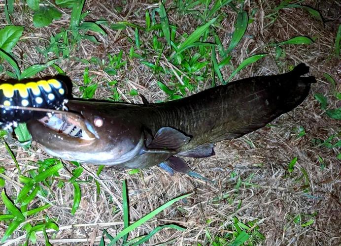 鯰魚習性特點_鯰魚釣法_釣鯰魚最佳釣點選擇