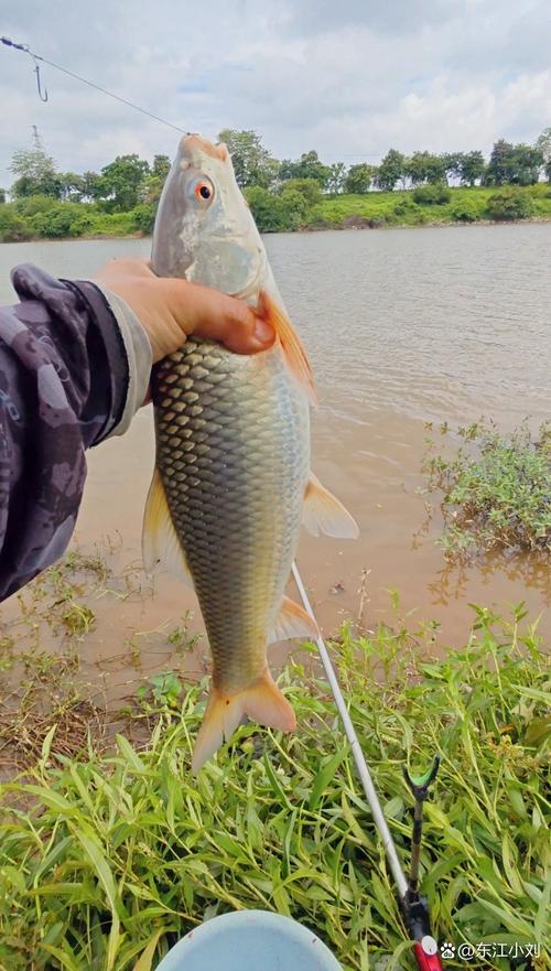 釣魚視頻全集_釣魚視頻集錦_緣魚2024年精彩釣魚視頻合集[視頻]