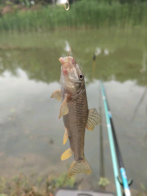 緣魚2024年精彩釣魚視頻合集[視頻]_釣魚視頻全集_釣魚視頻集錦