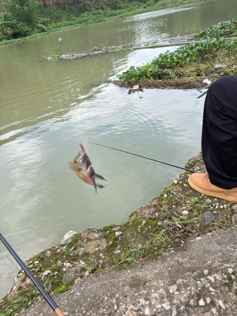 緣魚2024年精彩釣魚視頻合集[視頻]_釣魚視頻全集_釣魚視頻集錦