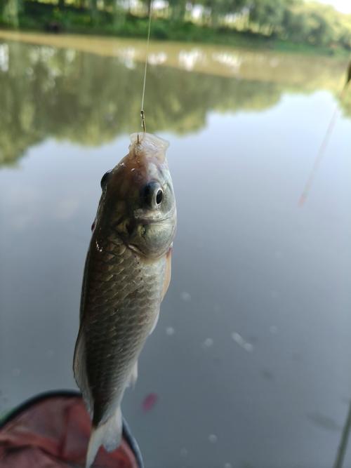 三岔湖夜釣技巧_三岔湖釣魚攻略_三岔湖+釣魚