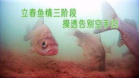 初春鯽魚釣法_初春釣魚技巧視頻_初春垂釣技巧