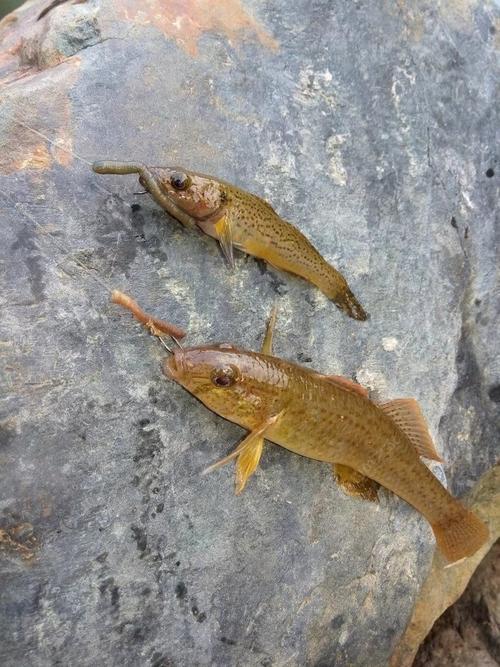 淡水溪流釣馬口_水庫鯽魚釣膩了?到山坑釣馬口吧_溪流釣馬口技巧