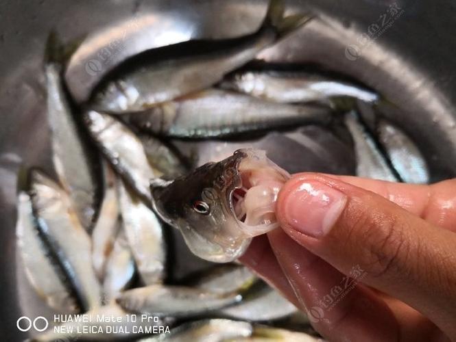 淡水溪流釣馬口_水庫鯽魚釣膩了?到山坑釣馬口吧_溪流釣馬口技巧