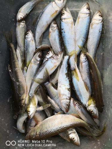 溪流釣馬口技巧_淡水溪流釣馬口_水庫鯽魚釣膩了?到山坑釣馬口吧