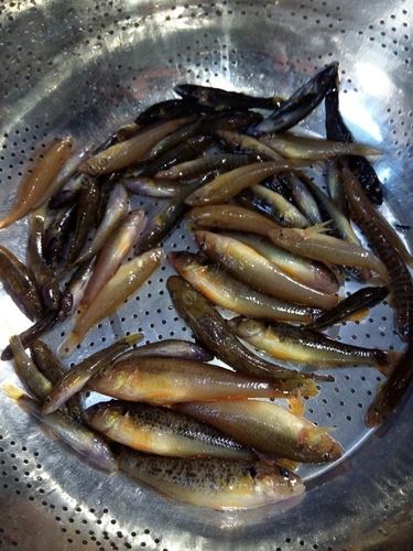 水庫鯽魚釣膩了?到山坑釣馬口吧_水庫臺釣技巧_馬口魚餌料配方