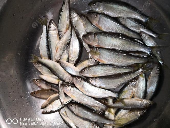 水庫鯽魚釣膩了?到山坑釣馬口吧_馬口魚餌料配方_水庫臺釣技巧