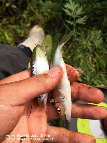 水庫臺釣技巧_水庫鯽魚釣膩了?到山坑釣馬口吧_馬口魚餌料配方