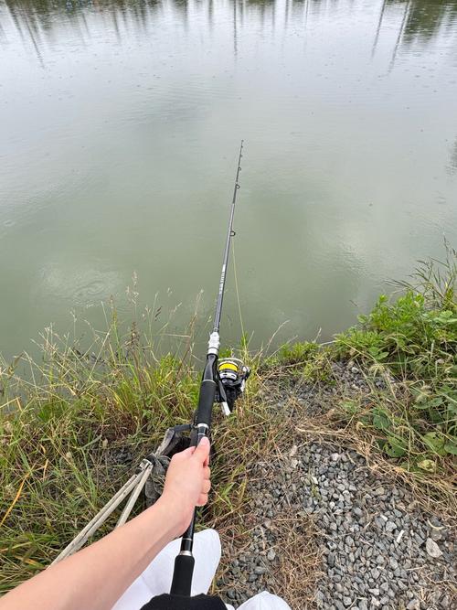 掛綠湖釣魚什么魚最多_掛綠湖有什么魚_掛綠湖第一次釣魚新手